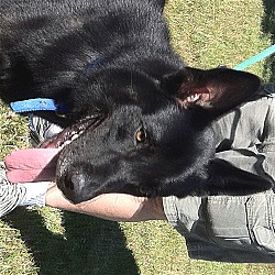 Photo of Lobo**ADOPTED**