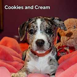 Photo of Cookies and Cream