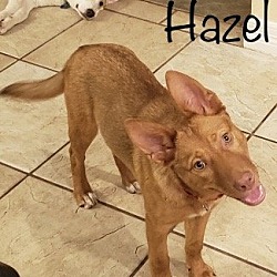 Thumbnail photo of Hazel #3