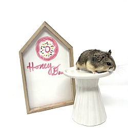 Thumbnail photo of Honey Bun #2