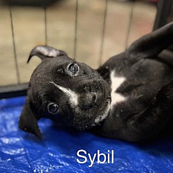 Thumbnail photo of Sybil #3