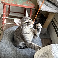 adopt a pet