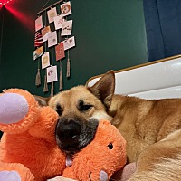 adopt a pet