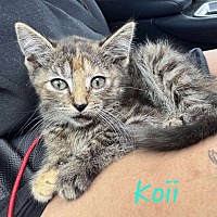 adopt a pet