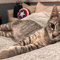 adopt a pet