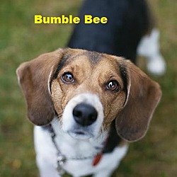 Thumbnail photo of Bumble Bee - ADOPTION PENDING #3