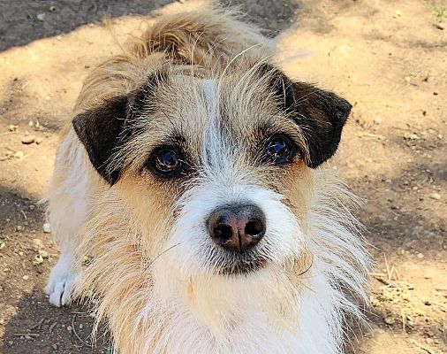 Phoenix, AZ - Schnauzer (Miniature). Meet Millie a Pet for Adoption ...