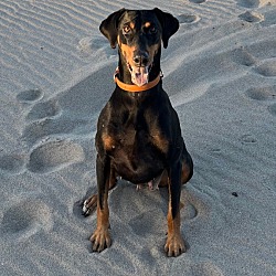 Photo of Tika