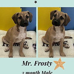 Photo of FROSTY 5 MONTH BLACK MOUTH CUR