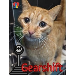 Photo of Gearshift