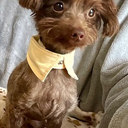 Thumbnail photo of Brownie - adorable 6lb poodle! #3