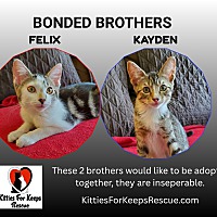 adopt-pet
