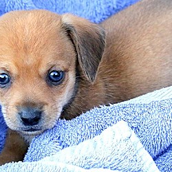 Providence, RI - Dachshund/Beagle. Meet Alaric KL in MS a Pet for Adoption  - AdoptaPet.com