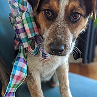 RezDawg Rescue in Denver, Colorado