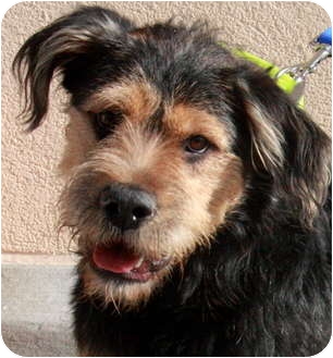 Atlanta Ga Airedale Terrier Meet Emmett A Pet For Adoption