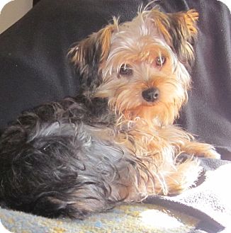 Orange, CA - Yorkie, Yorkshire Terrier. Meet Pinkie a Pet for Adoption.