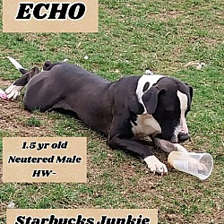 Thumbnail photo of Echo #2