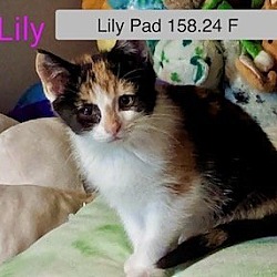 Photo of Lily Pad