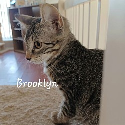 Thumbnail photo of Brooklyn #queen-of-your-heart #1