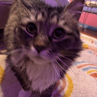 adopt-pet