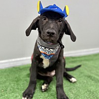 adopt a pet