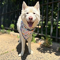 adopt a pet