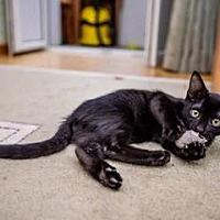 adopt a pet