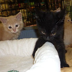 Thumbnail photo of Maine Coon x kittens #4