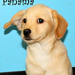 Thumbnail photo of Panama~adopted! #1