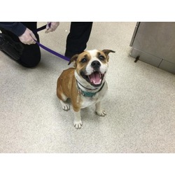 Photo of Dog