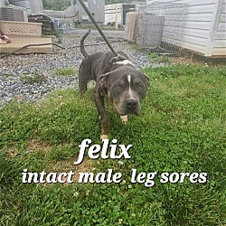 Photo of Felix