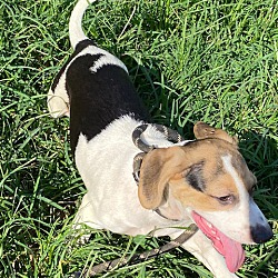 Photo of Clyde
