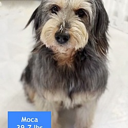Thumbnail photo of Moca #3