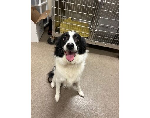 Everett, WA - Border Collie/Mixed Breed (Medium). Meet Nora a Pet for ...