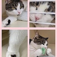 adopt a pet
