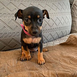 Thumbnail photo of Margarita - Brianna Pup #1