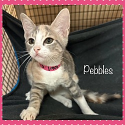 Thumbnail photo of PEBBLES #3