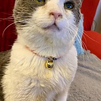 adopt a pet