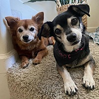 adopt a pet
