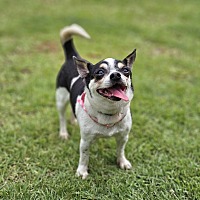 adopt-pet