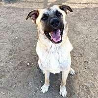 adopt a pet