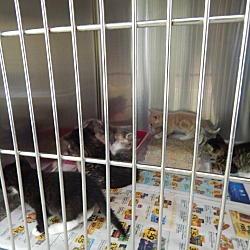 Thumbnail photo of Patches & 6 kittens #3