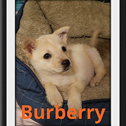 Photo of Burberry~PENDING~
