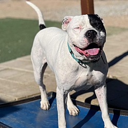 Photo of Goliath