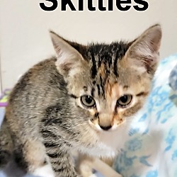 Photo of Skittles