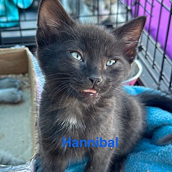 Thumbnail photo of Hannibal #1