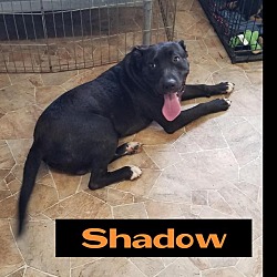 Thumbnail photo of Shadow #4