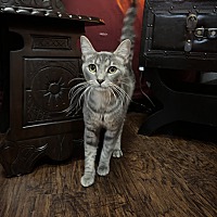 adopt a pet