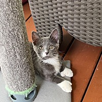 adopt a pet
