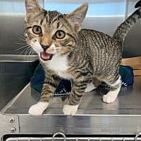 adopt a pet